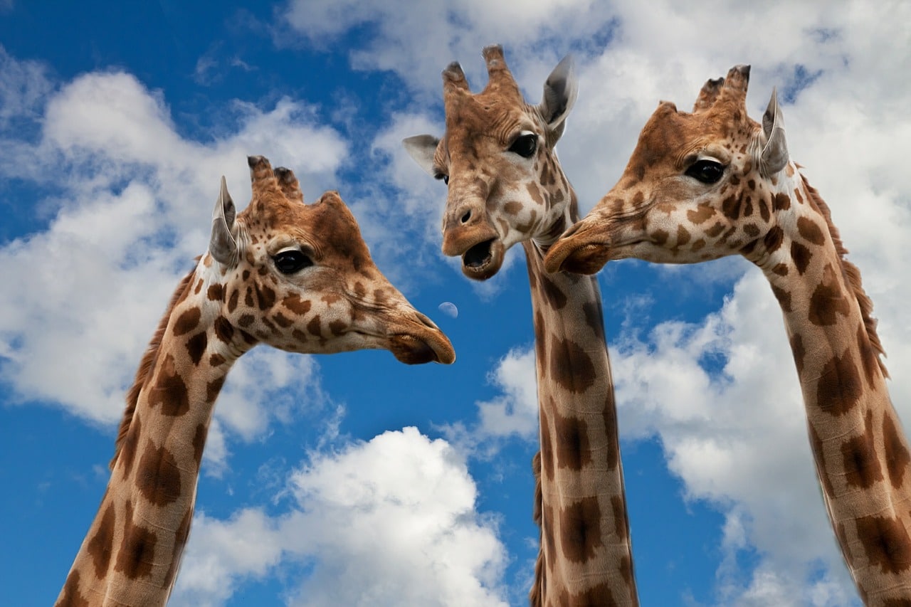 https://mail01.horasis.org/wp-content/uploads/giraffes-627031_1280.jpg